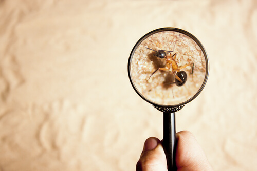 Magnifying glass with pest representing building and pest inspection