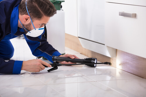 Pest control guy looking for pest under cabinet