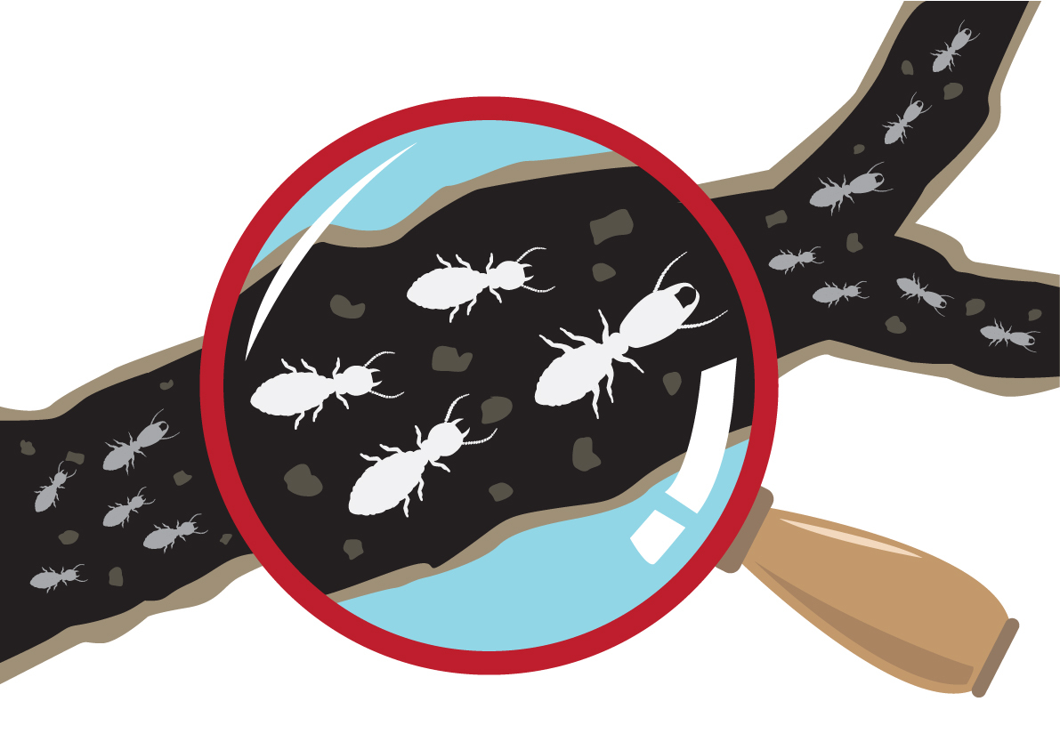 magnifying-glass-on-white-ants-and-termites-cartoon (189760592)
