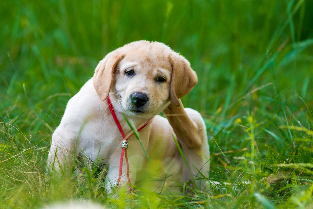 golden-retriver-puppy-scratching-fleas-in-long-green-grass (452360023)