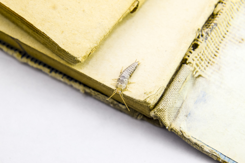 Silverfish on time worn book